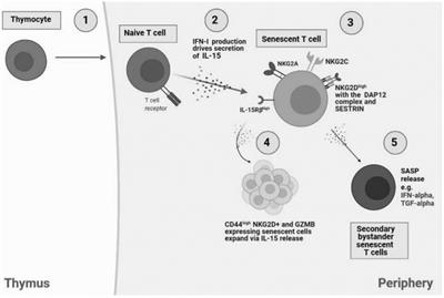 Induction of T Cell Senescence by Cytokine Induced Bystander Activation